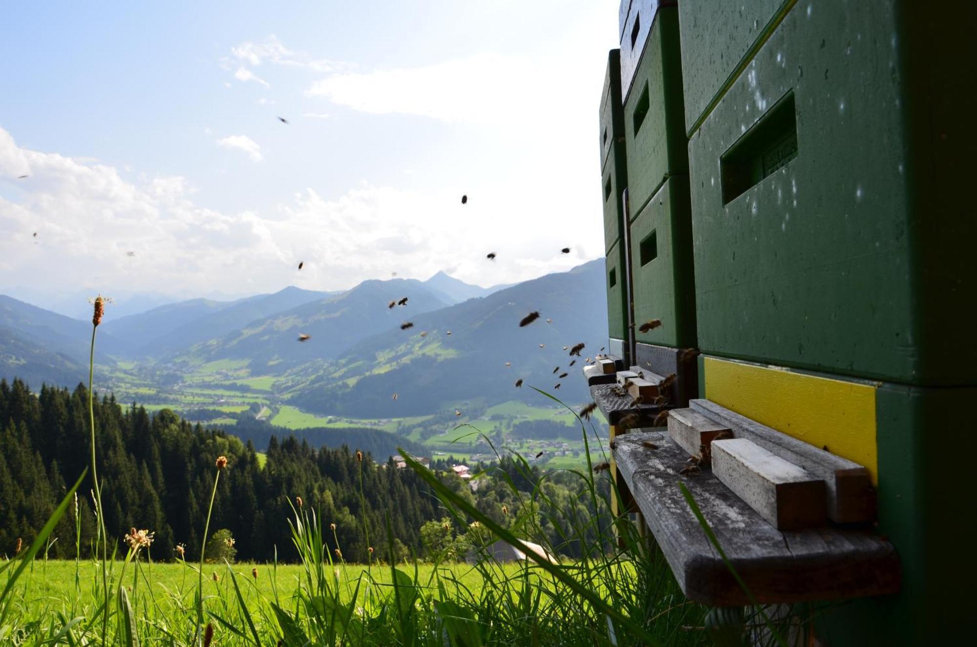 Hof Hamoos Appartement Kitzbühel Buitenkant foto