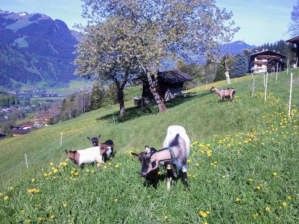 Hof Hamoos Appartement Kitzbühel Buitenkant foto